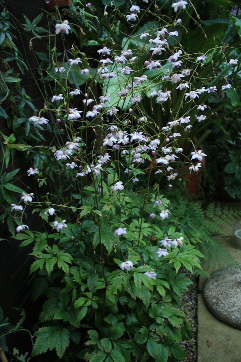 FALSE ANEMONE Anemonopsis Macrophylla Hardy Perennial Large Pink 3 Seeds image 2