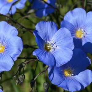 BLUE SAPPHIRE FLAX Hardy Perennial Linum Perenne Wildflower, 10 Seeds image 1