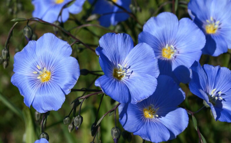 BLUE SAPPHIRE FLAX Hardy Perennial Linum Perenne Wildflower, 10 Seeds image 1