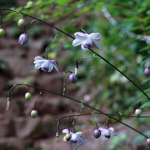 FALSE ANEMONE Anemonopsis Macrophylla Hardy Perennial Large Pink 3 Seeds image 3