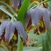 see more listings in the Perennials section