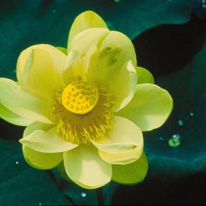 LOTUS D'EAU AMÉRICAIN Nelumbo Lutea Lys Plante Vivace Résistante, 5 Grosses Graines