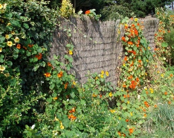 CLIMBING NASTURTIUM Tropaeolum majus, 5 Large Seeds