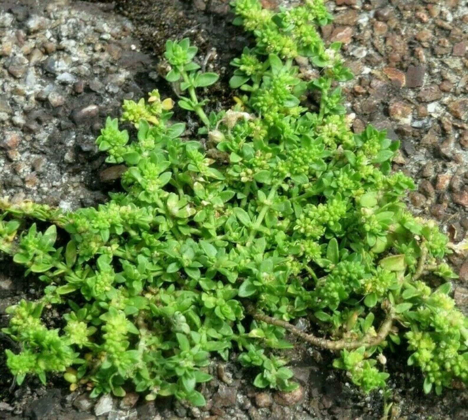GREEN CARPET Rupturewort Herniaria Glabra Ground Cover 20 Etsy