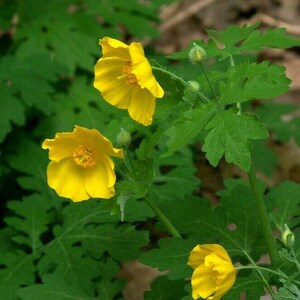 CELANDINE POPPY Stylophorum Diphyllum Wildflower Native Woodland Yellow 10 Seeds image 2