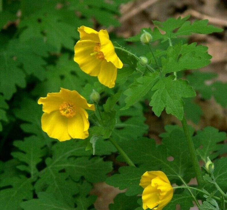 CELANDINE POPPY Stylophorum Diphyllum Wildflower Native Woodland Yellow 10 Seeds image 2