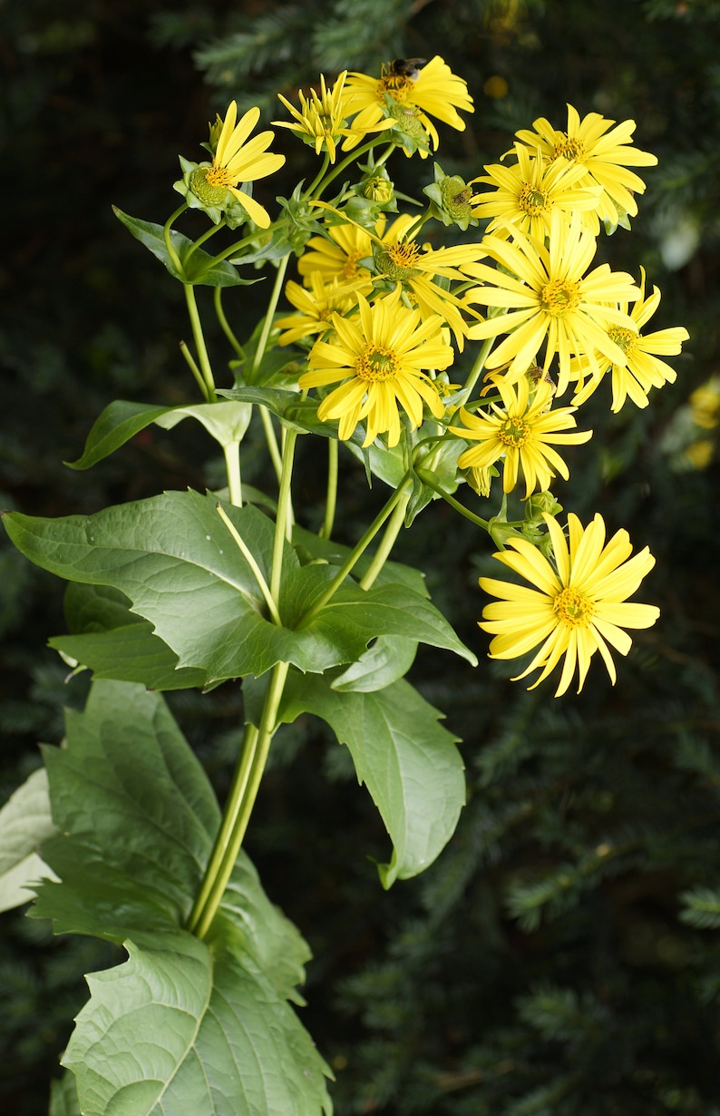 CUP PLANT Silphium Perfoliatum Tall Hardy Perennial Yellow Etsy