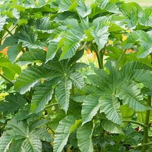 GIANT CASTOR BEAN Tall Fast-Growing Ricinus Zanzibarensis 5 Huge Fresh Seeds