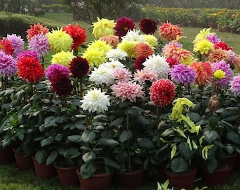 LARGE DOUBLE DAHLIA Dinnerplate Giant Huge Tall Grandiflora, 10 Seeds
