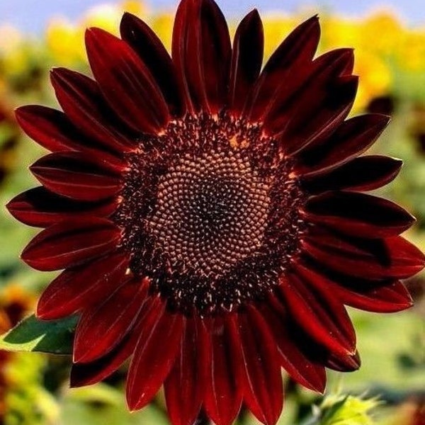 Red Black VELVET QUEEN SUNFLOWER Helianthus Sun Flower Dark Brown Mahogany 20 Seeds