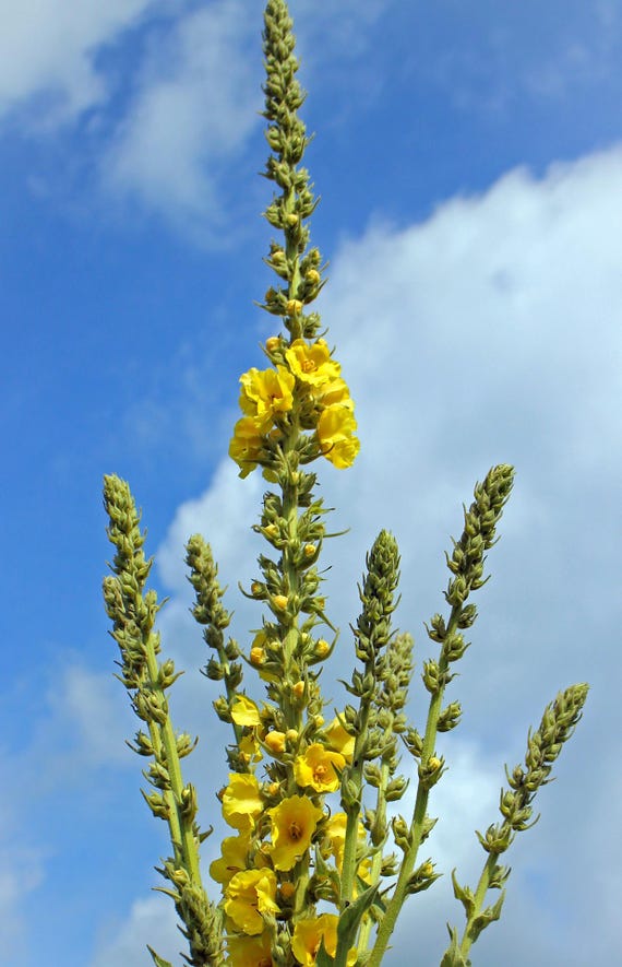150 AMARILLO VERBASCUM (Común Gordolobo) Semillas De Flores Verbascum Tapso