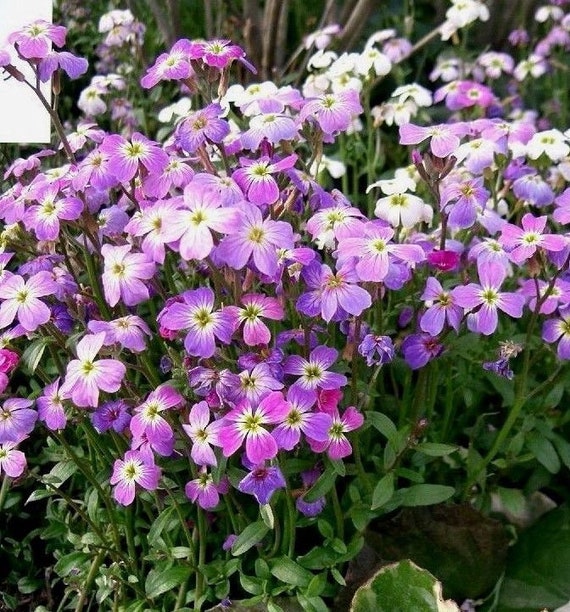 500 х MATTHIOLA FRAGRANT NIGHT STOCK BICORNIS SCENTED Seeds 500 х MATTHIOLA FRAGRANT NIGHT STOCK BICORNIS SCENTED Seeds
