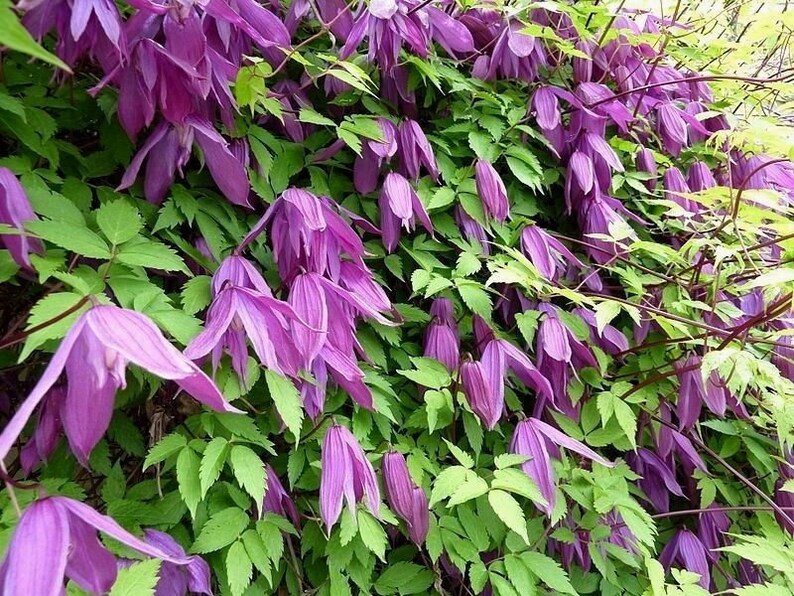 PINK ALPINE CLEMATIS Alpina Hardy Climbing Vine 10 Seeds | Etsy