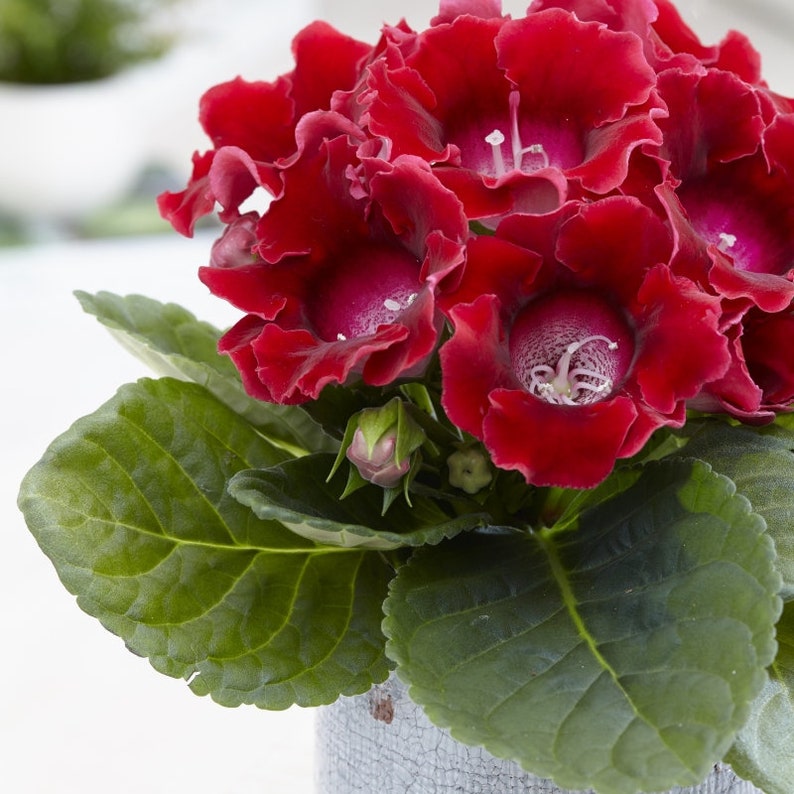 GLOXINIA EMPRESS MIX Houseplant Easy Houseplant Sinningia Speciosa, 10 Seeds image 5