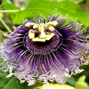 Hardy PURPLE PASSION FLOWER Vine Passiflora Incarnata Climbing Vine 5 Seeds image 3