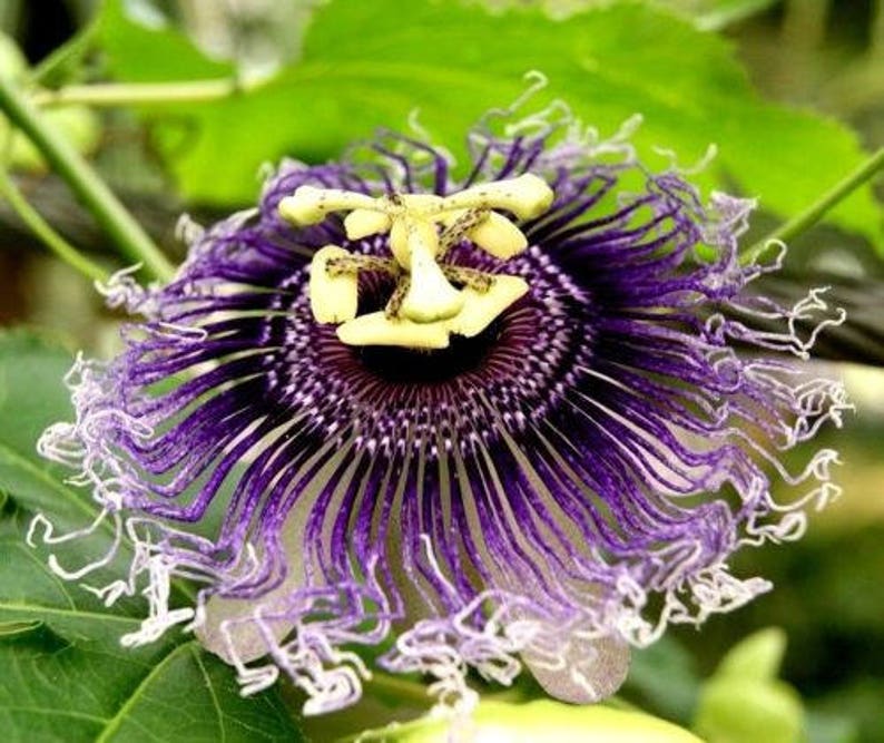 Hardy PURPLE PASSION FLOWER Vine Passiflora Incarnata Climbing Vine 5 Seeds image 3