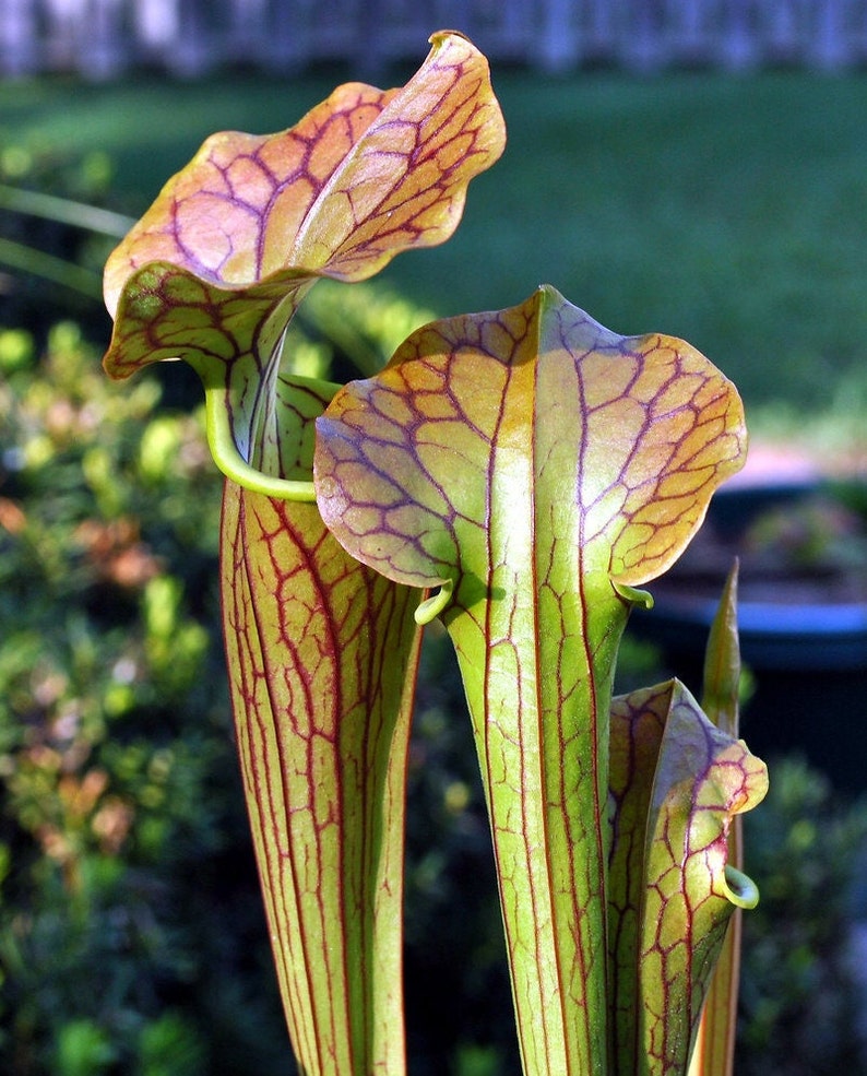 PURPLE PITCHER PLANT Sarracenia Purpurea Native 20 Seeds Hardy Zones 3-8 PURPLE PITCHER PLANT Sarracenia Purpurea Native 20 Seeds Hardy Zones 3-8