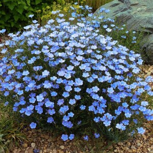 BLUE SAPPHIRE FLAX Hardy Perennial Linum Perenne Wildflower, 10 Seeds image 2