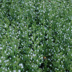 May include: A close-up view of a patch of green plants with small white flowers. The plants are densely packed together, creating a lush and vibrant display.