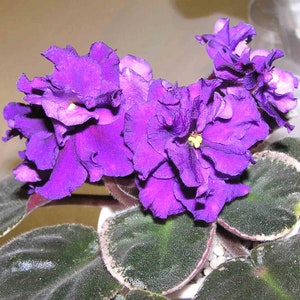 MINIATURE VARIEGATED African Violet Saintpaulia Popular House Plant Easy 10 Rare Seeds image 8