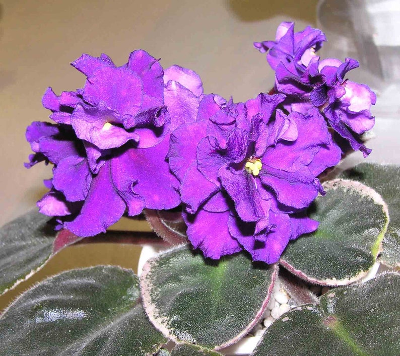 MINIATURE VARIEGATED African Violet Saintpaulia Popular House Plant Easy 10 Rare Seeds image 8