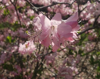 AZALÉE À COQUILLE rose Rhododendron Vaseyi, indigène d'Amérique du Nord, arbuste rustique à coquille rose, 30 graines rares