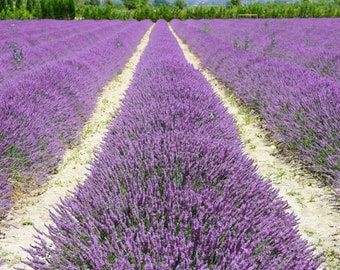 TRUE LAVENDER Angustifolia Hardy Perennial Popular, 15 Seeds