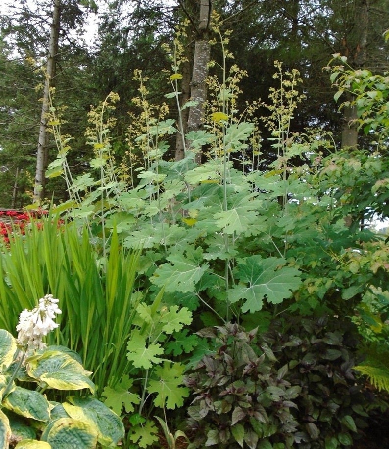 Huge PLUME POPPY Macleaya Cordata Giant Tall Hardy Perennial 15 Seeds image 2