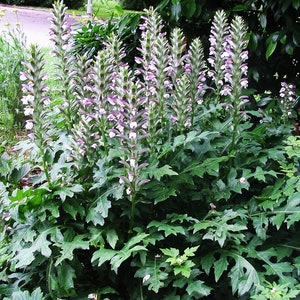 BEAR'S BRITCHES Acanthus Mollis Hardy Perennial Focal Point 5 Large Seeds image 1