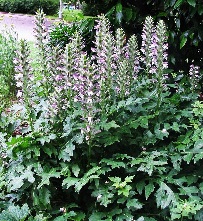 BEAR'S BRITCHES Acanthus Mollis Hardy Perennial Focal Point 5 Large Seeds image 1