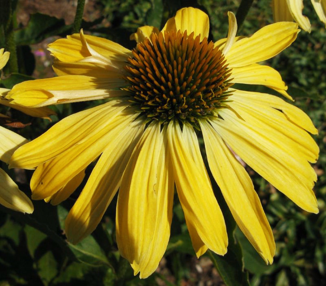 LARGE YELLOW CONEFLOWER Echinacea Cone Flower 3 Rare Seeds Etsy