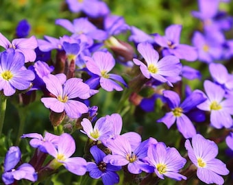 Royal Blue ROCK CRESS AUBRIETA Hanging Trailing Hardy Perennial, 25 Seeds