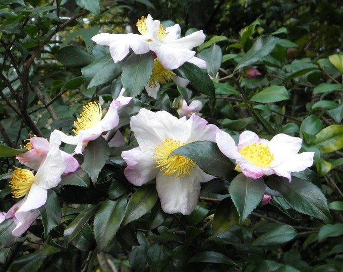 TEA PLANT SHRUB Camellia Sinensis Tree Camelia 3 Rare Seeds - Etsy