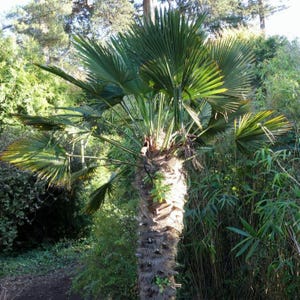 WINDMILL PALM Hardy Trachycarpus Wagnerianus Zone 6! 5 Rare Seeds