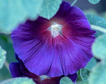 PURPLE HOLLYHOCK Alcea rosea Hardy Tall Perennial Sun Easy To Grow, 10 Seeds