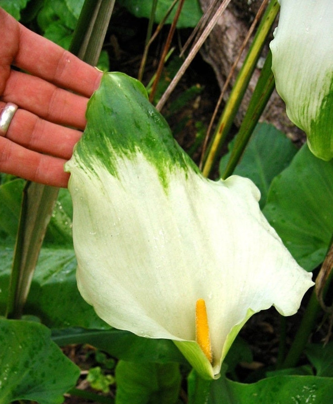 GREEN GODDESS CALLA Lily Arum Zantedeschia Aethiopica Florist Etsy