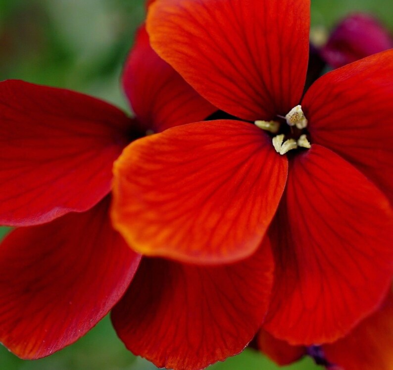 BLOOD RED WALLFLOWER Cheiranthus Cheri Fragrant Perennial Etsy