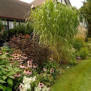 GIANT JAPANESE GRASS Miscanthus Giganteus Floridulus Huge Perennial 15 Seeds image 1