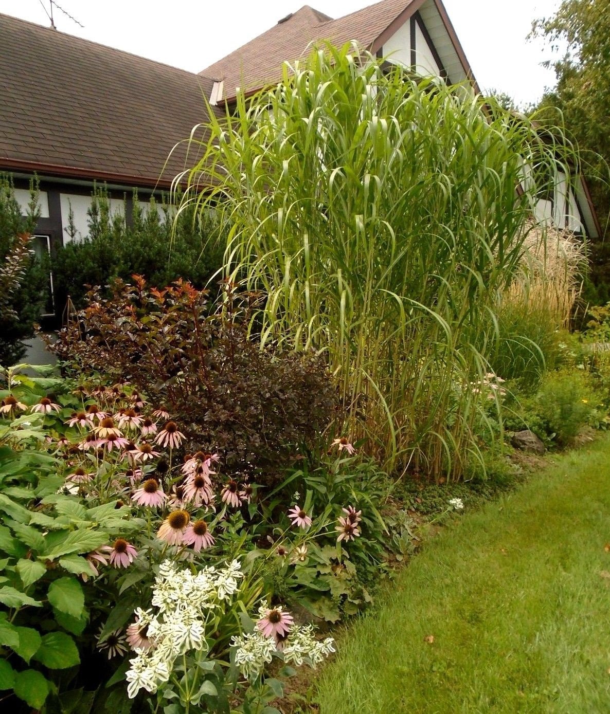 Miscanthus giganteus on sale