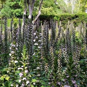 BEAR'S BRITCHES Acanthus Mollis Hardy Perennial Focal Point 5 Large Seeds image 4