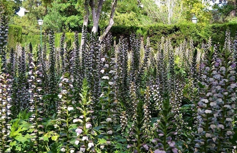 BEAR'S BRITCHES Acanthus Mollis Hardy Perennial Focal Point 5 Large Seeds image 4