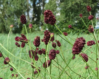GREAT BURNET Sanguisorba officinalis Perennial 50 Seeds