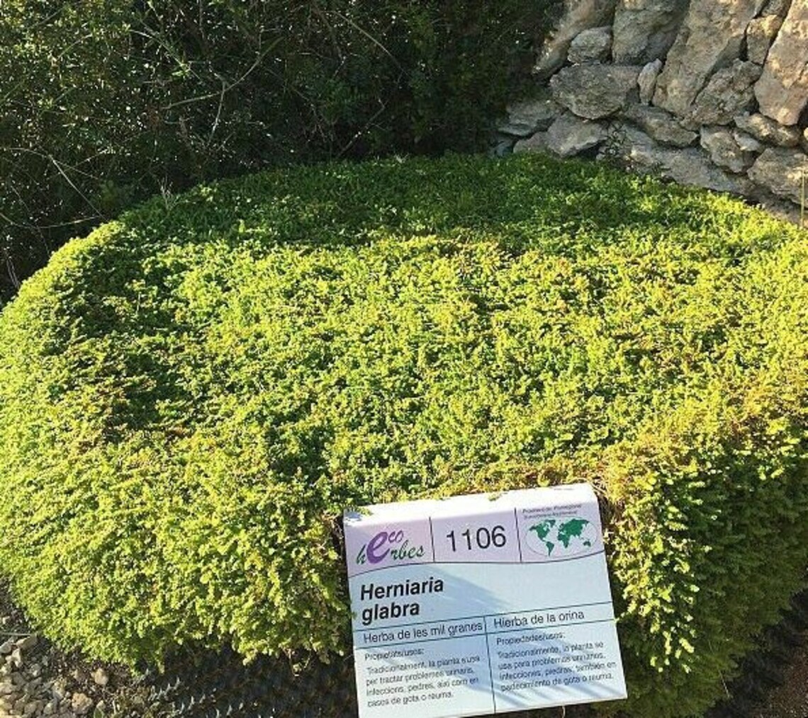 GREEN CARPET Rupturewort Herniaria Glabra Ground Cover 20 Etsy
