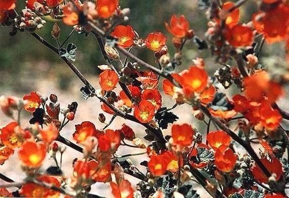 DESERT APRICOT GLOBEMALLOW Sphaeralcea Ambigua Globe Mallow Perennial 30 Seeds