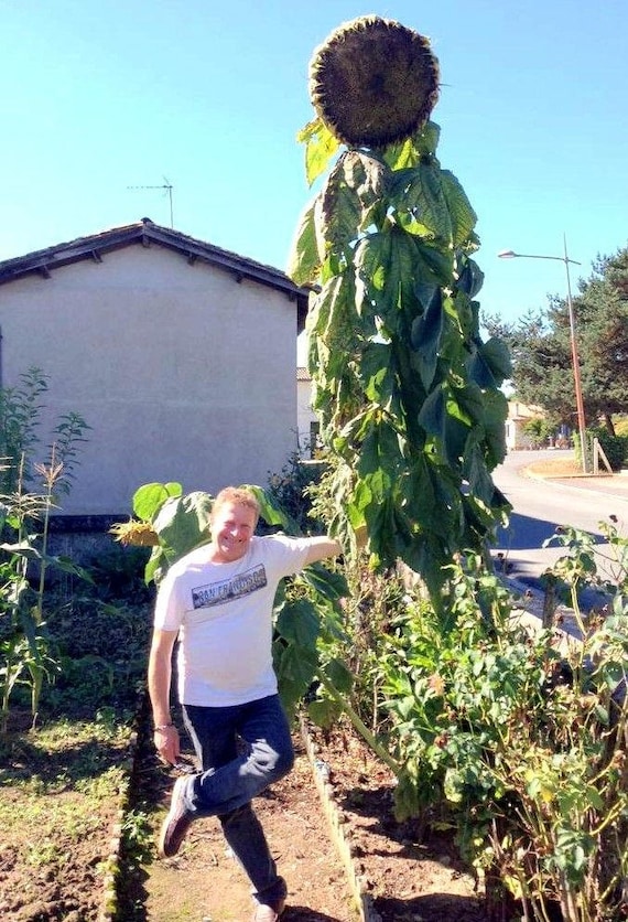 MAMMOTH SUNFLOWER KONG Seeds Russian 16 Feet Tall Etsy
