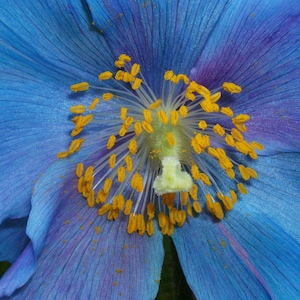 BLUE POPPY With PINK Meconopsis Sheldonii Grandis Lingholm Himalayan Papaver, 10 Rare Seeds image 1