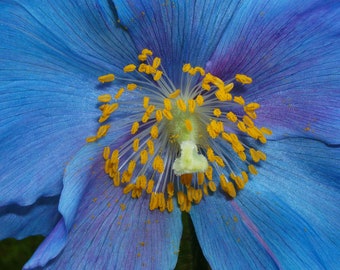 BLUE POPPY With PINK! Meconopsis Sheldonii Grandis Lingholm Himalayan Papaver, 10 Rare Seeds