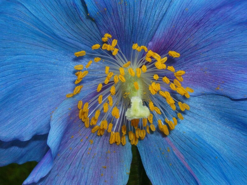 BLUE POPPY With PINK Meconopsis Sheldonii Grandis Lingholm Himalayan Papaver, 10 Rare Seeds image 1