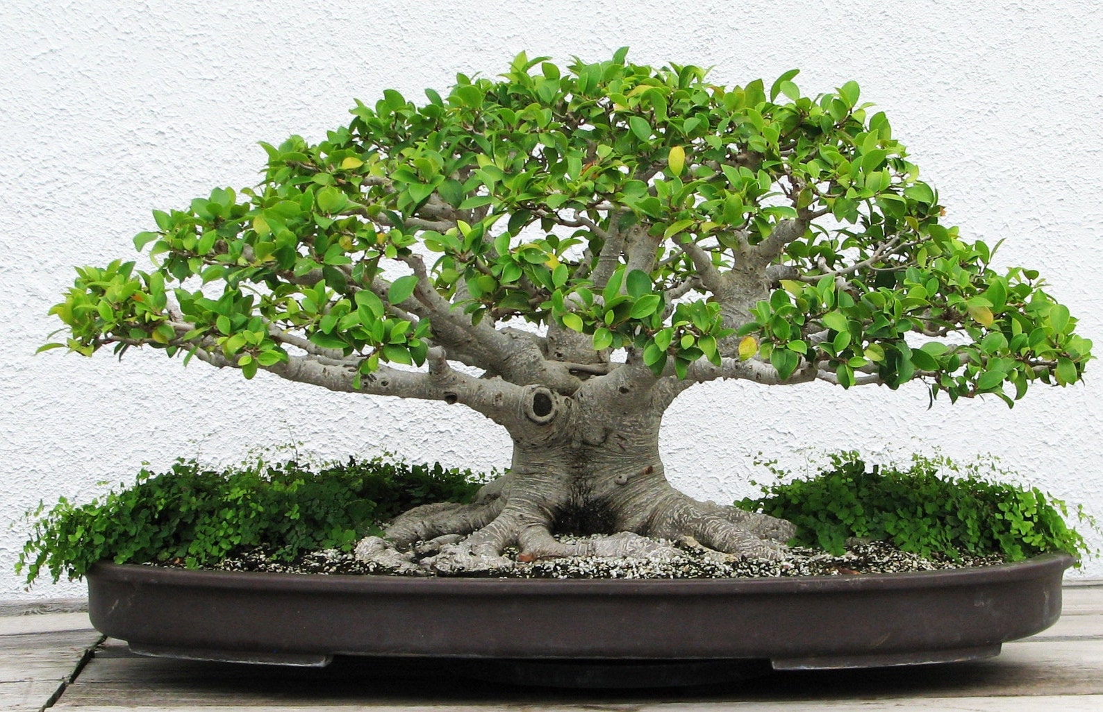 Bonsai SACRED FIG TREE Peepul Ficus Religiosa 20 Seeds | Etsy