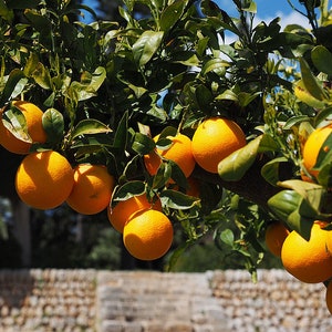 Bitter Orange Seeds - Etsy Canada